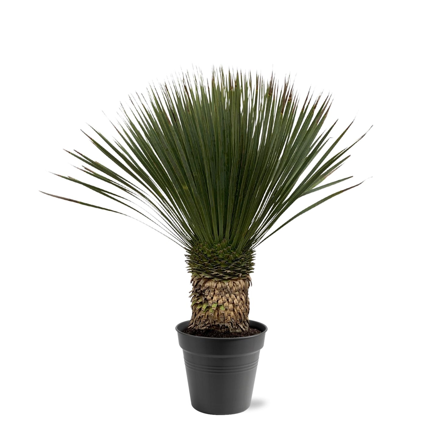 Yucca Rostrata – Stilvolle, pflegeleichte XXL-Palme Ø38cm