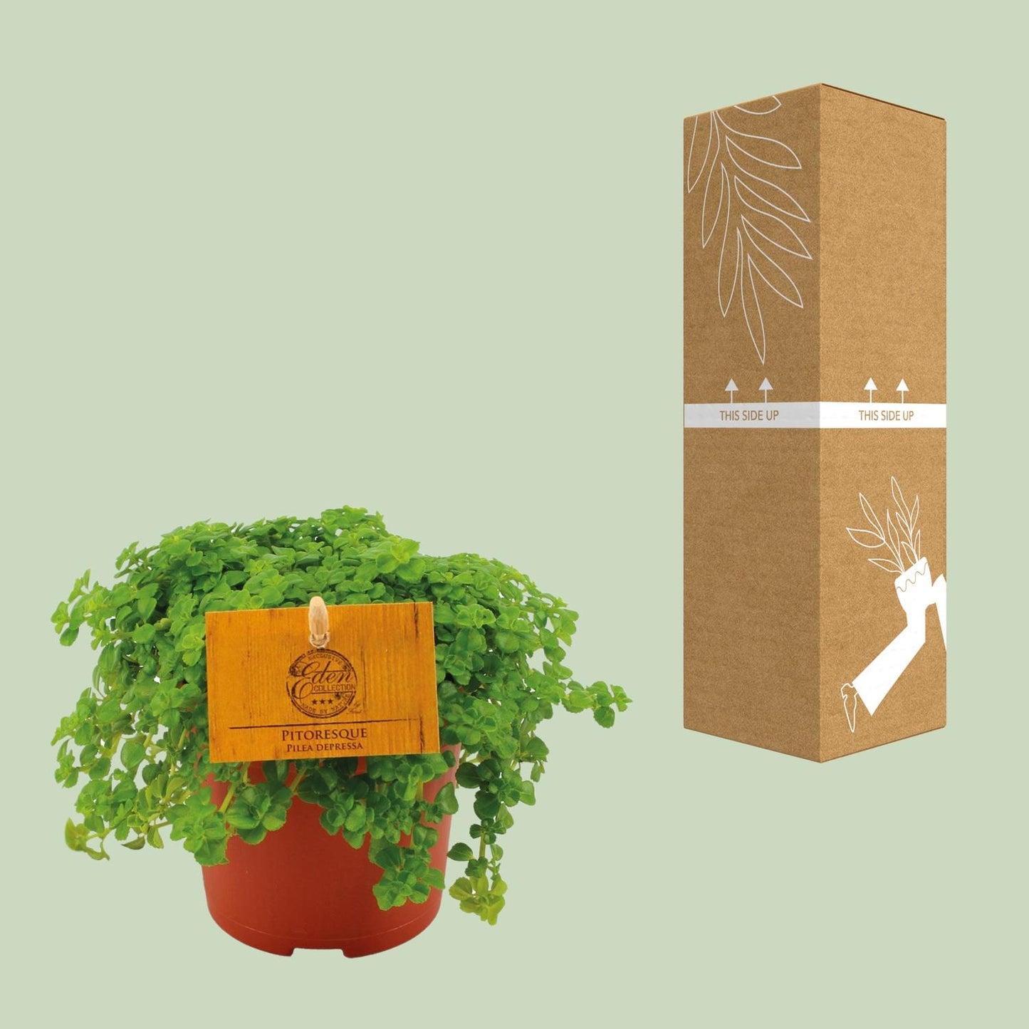 Pilea Depressa – pflegeleichte Aluminium-Pflanze Ø10,5 cm
