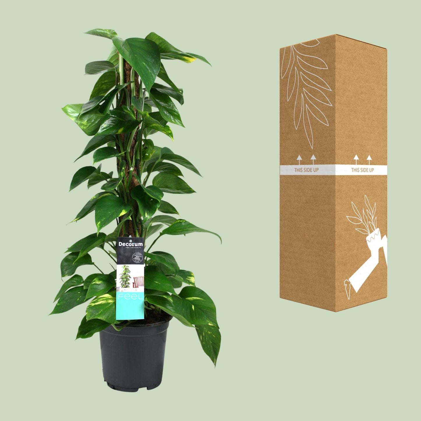 Scindapsus (Epipremnum) – Pflegeleichte Hängepflanze Ø19cm