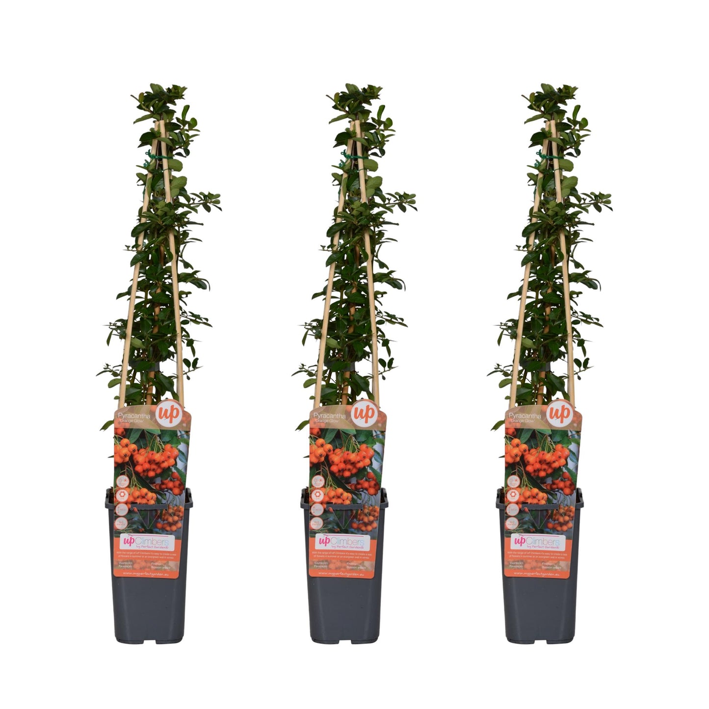 3x Pyracantha 'Orange Glow' – Orange leuchtende Beeren