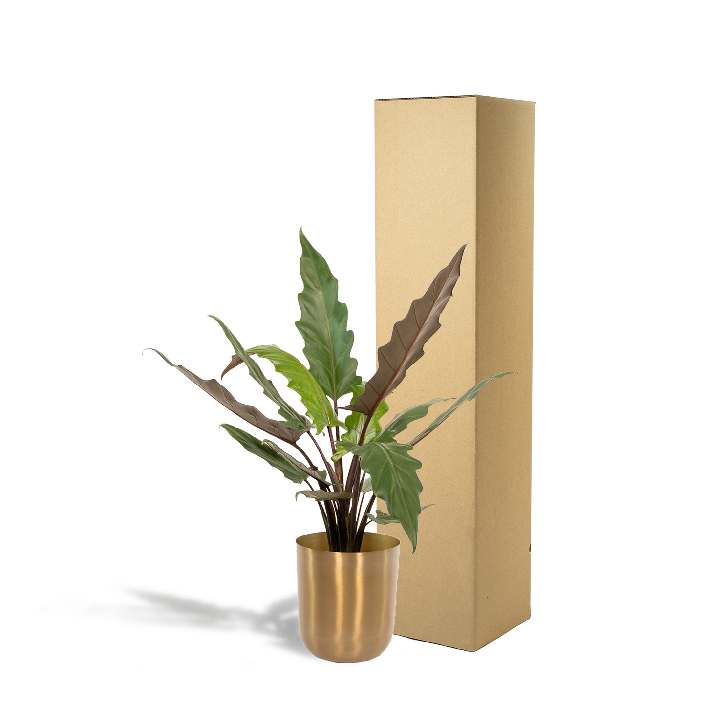 Alocasia Lauterbachiana – Elegantes Elefantenohr Ø19cm