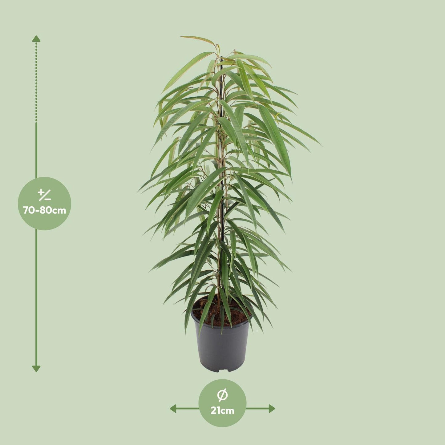 Ficus Binnendijkii Alii – Pflegeleichter Zimmerbaum Ø21cm, 80cm
