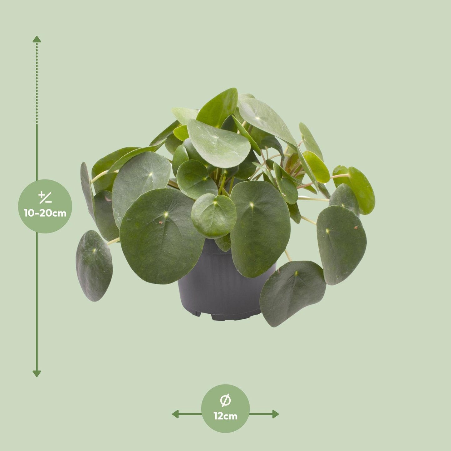 Pilea Peperomioides – pflegeleichte Zimmerpflanze Ø12cm