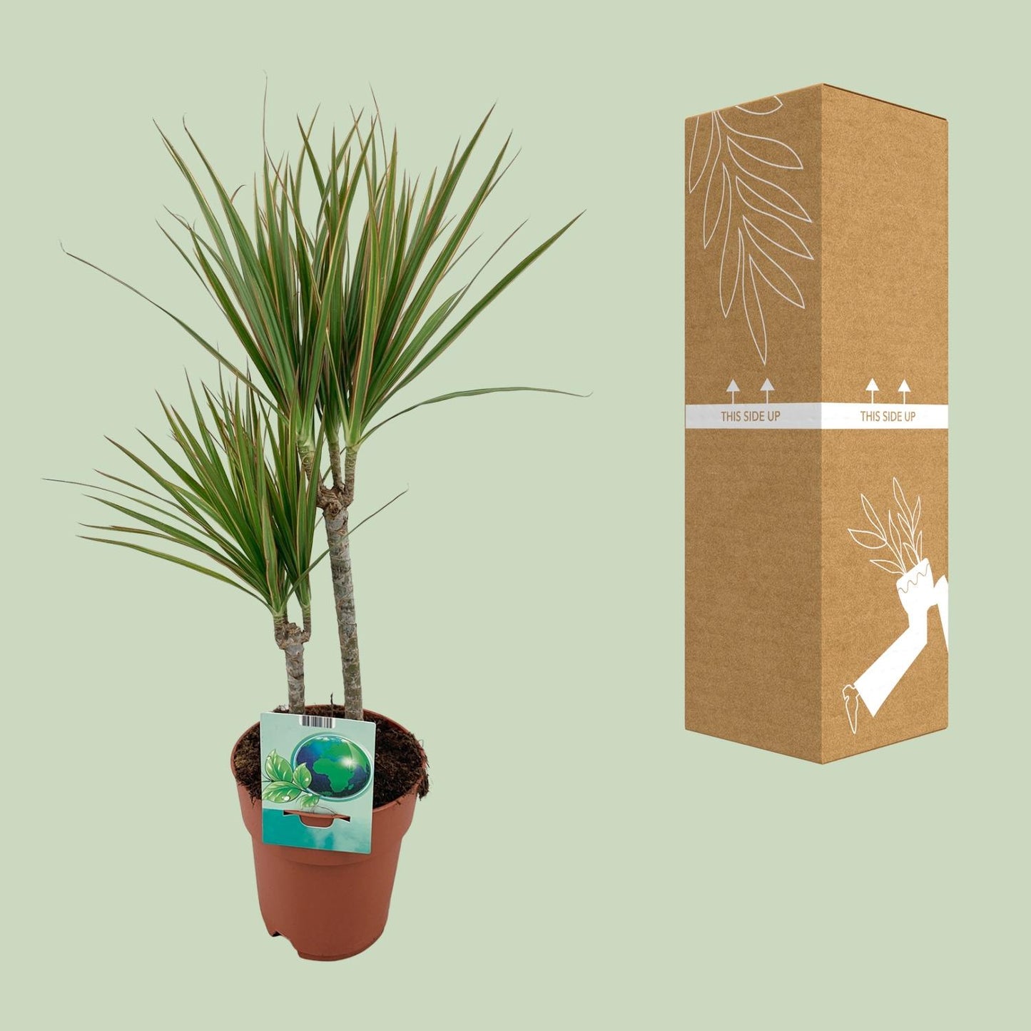 Dracaena Marginata Bicolor – Eleganter Drachenbaum Ø19cm, 70cm