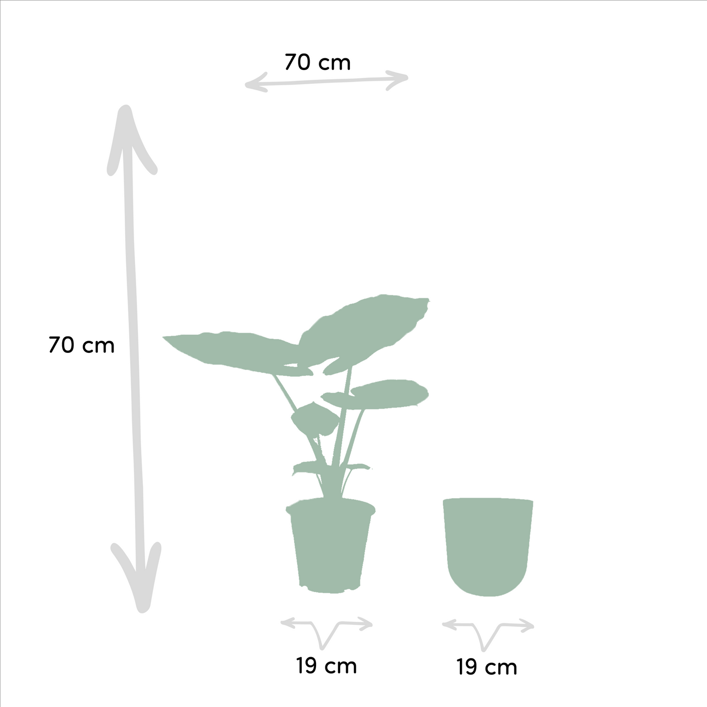 Alocasia Macrorrhiza Elefantenohr Ø19cm mit Mayk Gold Topf