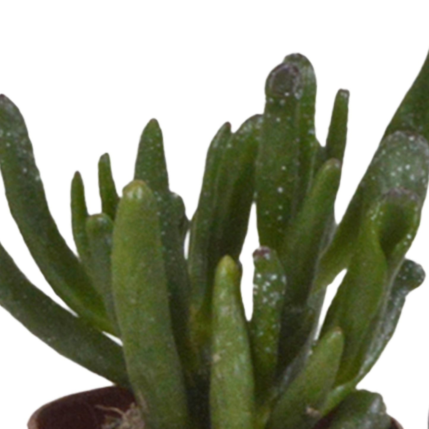 Vetplanten Sukkulenten-Mischung 5x ohne Topf 5,5 cm