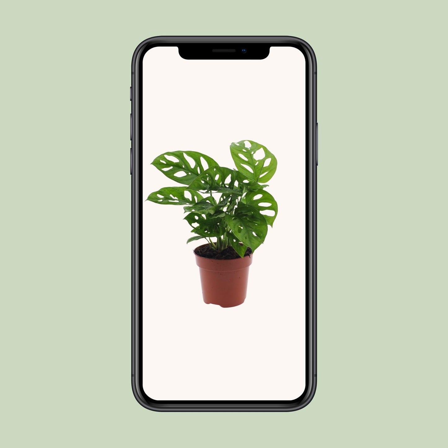 Monstera Monkey Leaf (Lochpflanze) Ø12cm – Pflegeleicht & Tropisch