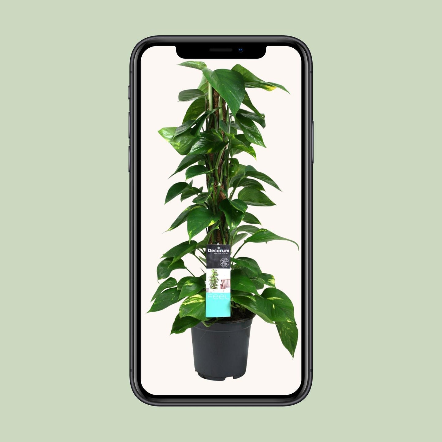 Scindapsus (Epipremnum) – Pflegeleichte Hängepflanze Ø19cm