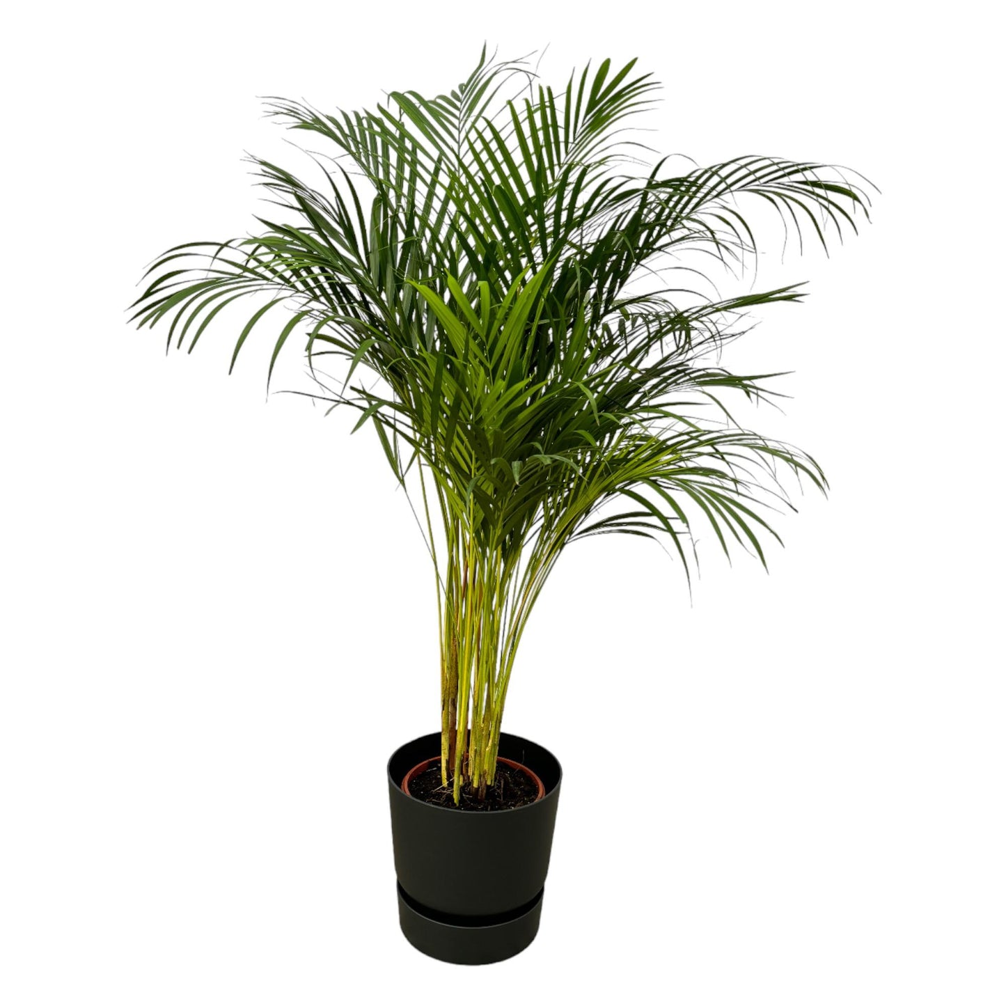 Areca Palme 130 cm im elho Greenville Round Topf