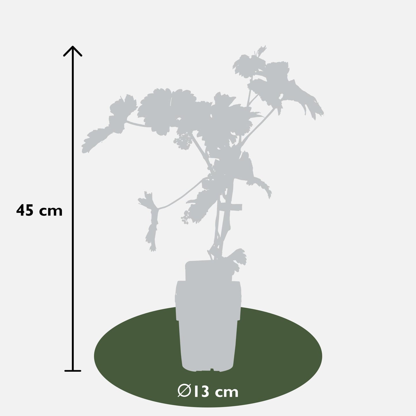 Vitis vinifera 'Johanniter' – Weiße Traube im 13cm Topf