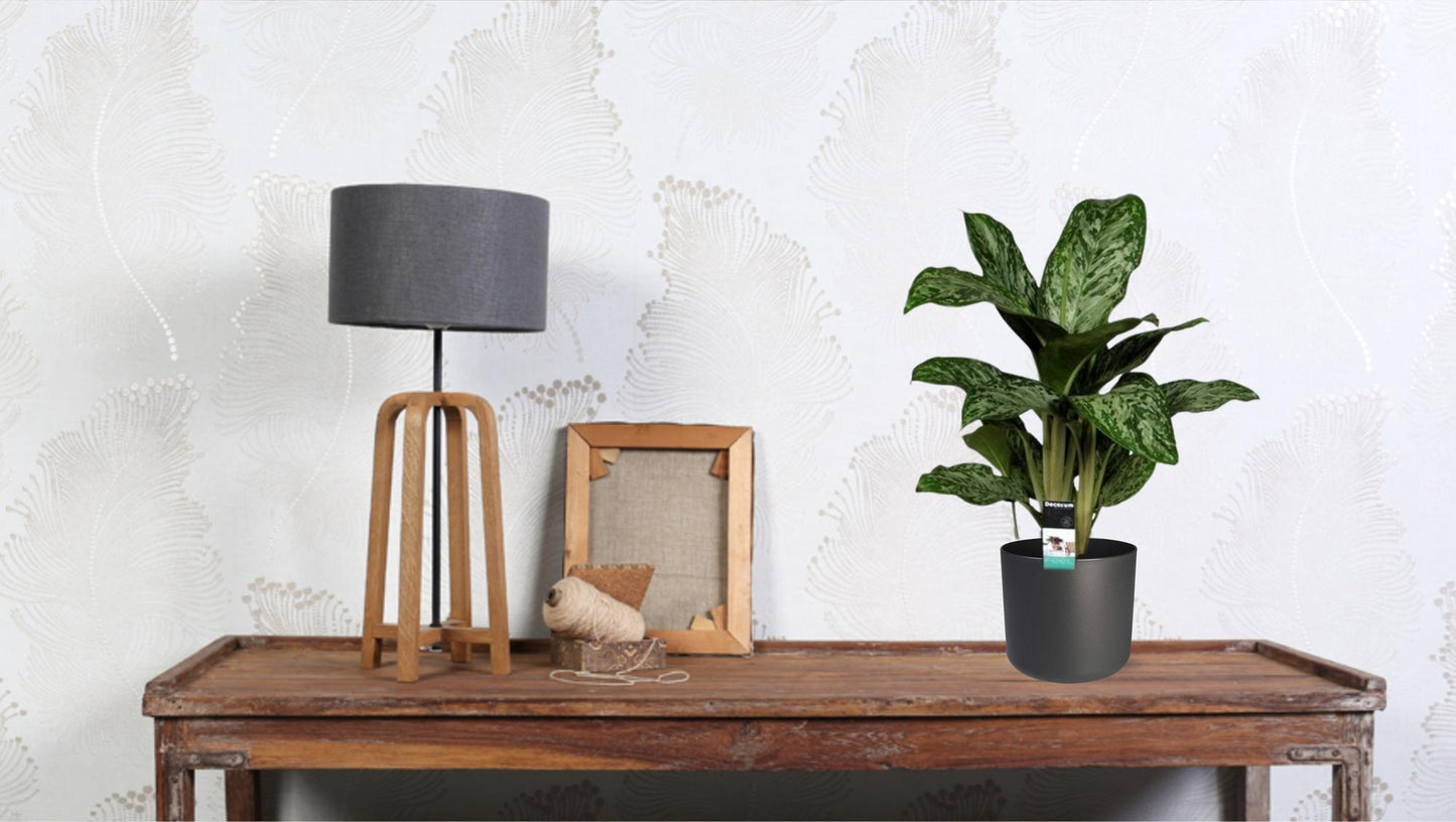 Aglaonema Greenlight – Pflegeleichte Zimmerpflanze