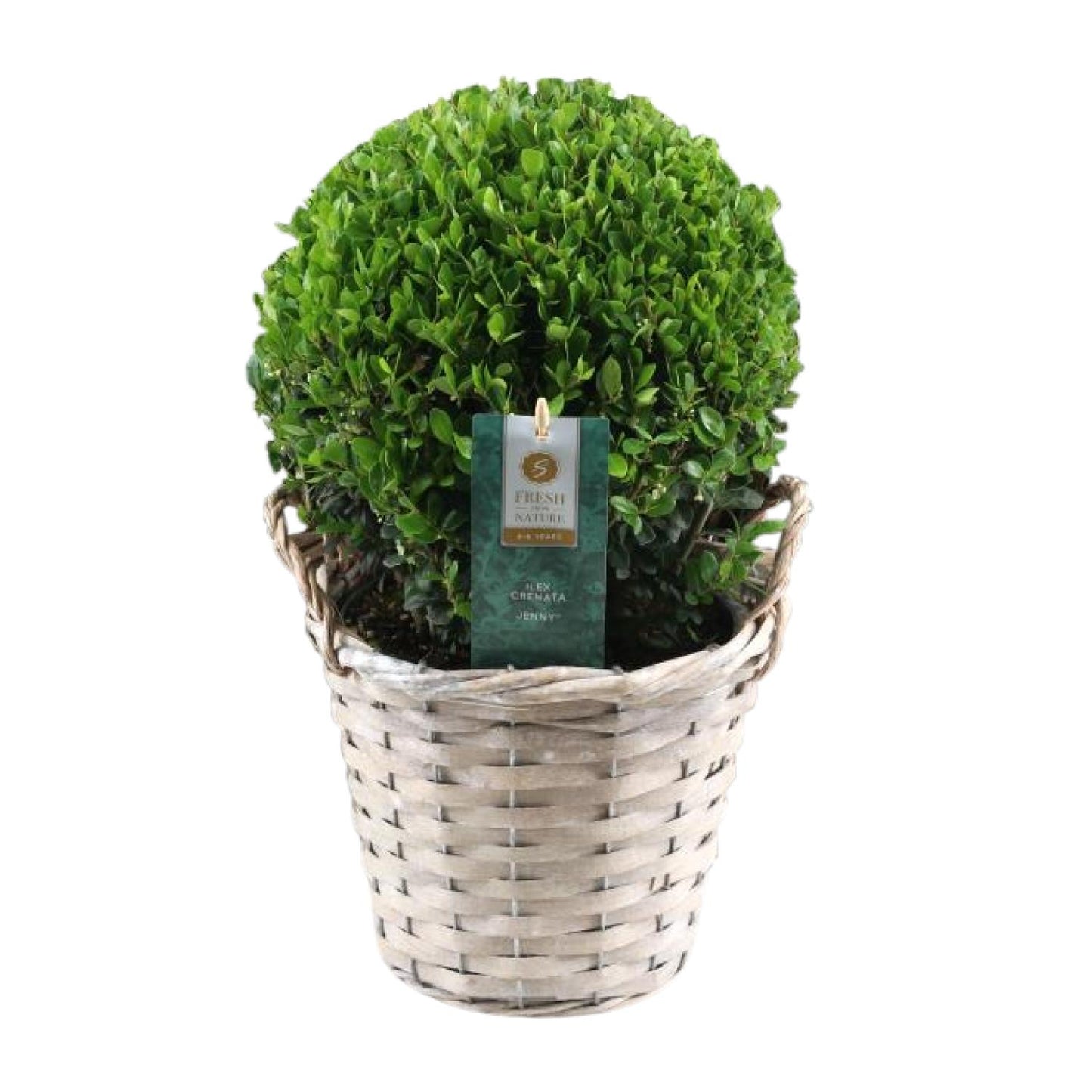 Ilex Crenata 'Jenny'® Ball Ø20cm – Pflegeleichte Stechpalme im Korb