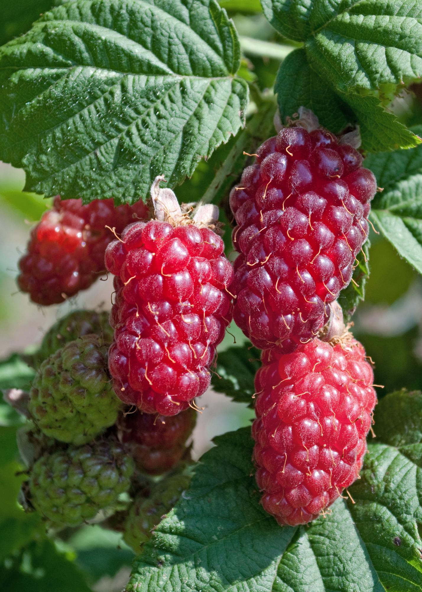 3er-Set Rubus Mix – pflegeleichte Zimmerpflanzen Ø13 cm