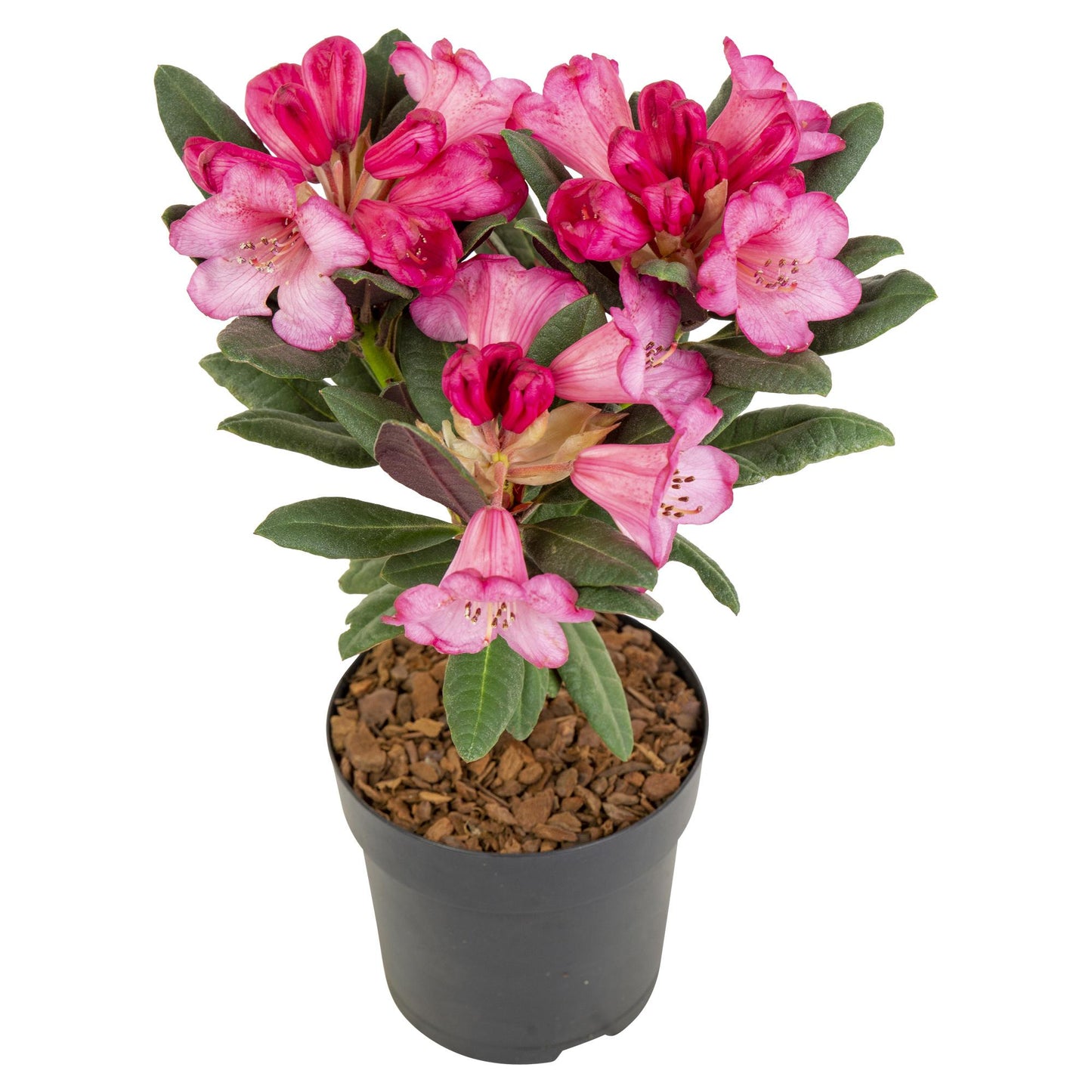 Rhododendron 'Wine & Roses' - Kompakter Blattschmuck mit rosa Blüten