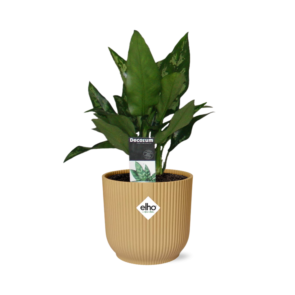 Aglaonema Maria im ELHO Vibes Fold 14cm Gelb