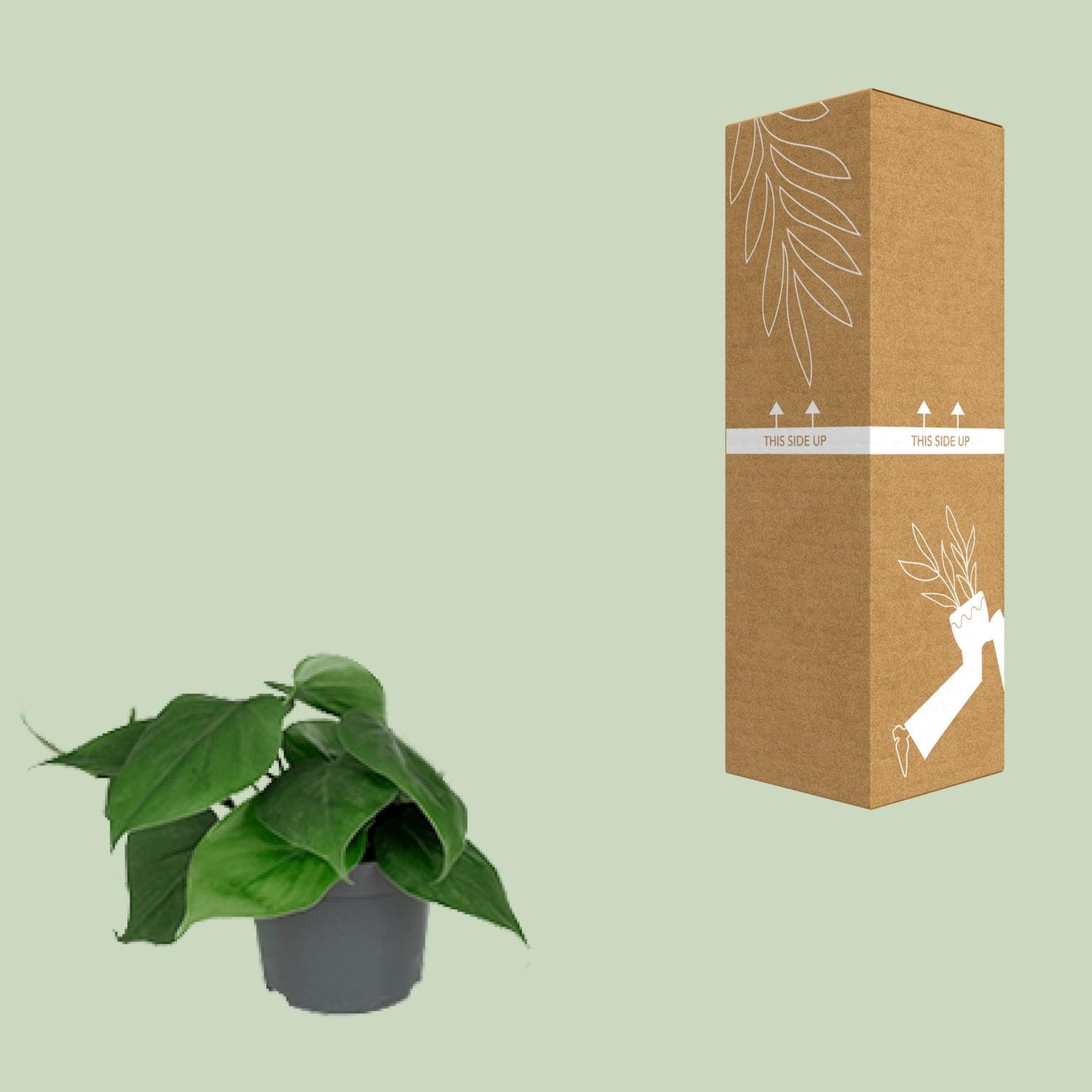 Philodendron Scandens – Pflegeleichter Blattschmuck Ø12cm