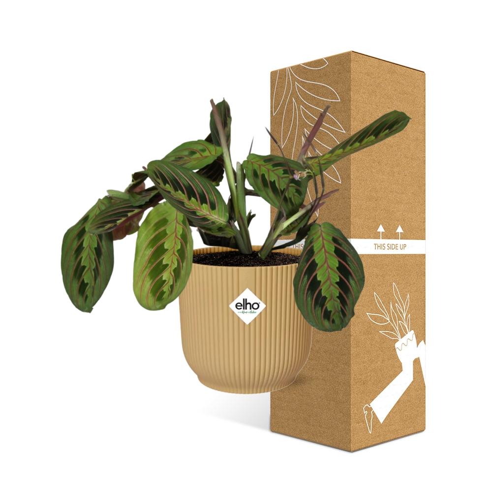 Maranta Leuconeura ‘Fascinator’ Tricolor im ELHO Vibes Fold 14cm Topf