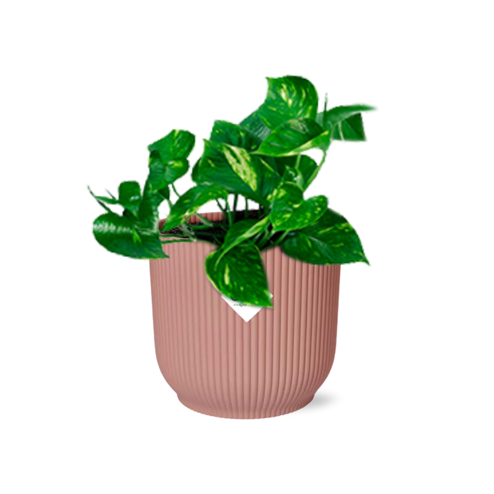 Epipremnum Pinnatum ‘Aureum’ in ELHO Vibes Fold 14cm rosa