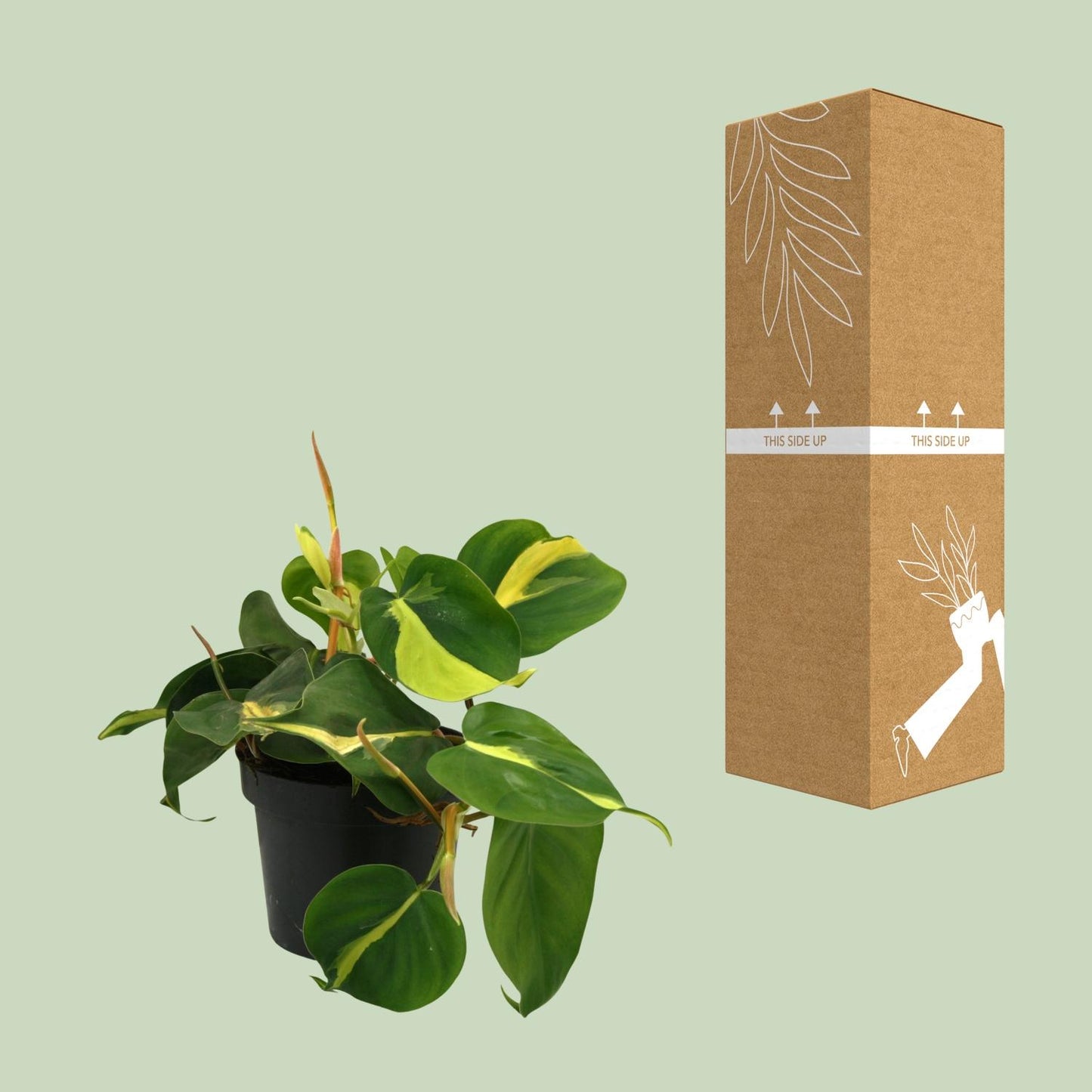 Lophospermum Brasil Scandens – Kompakte Kletterpflanze Ø12cm