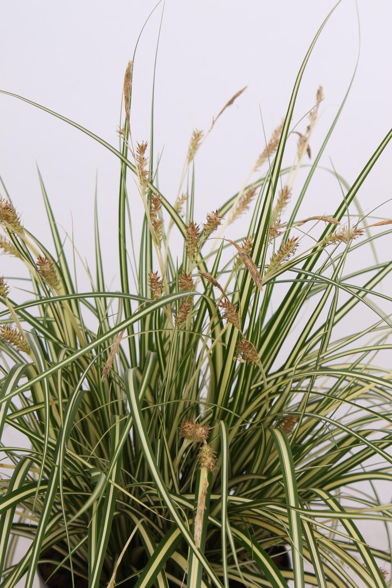 3x Carex hachijoensis 'Evergold' Ø14cm - Immergrünes Ziergras