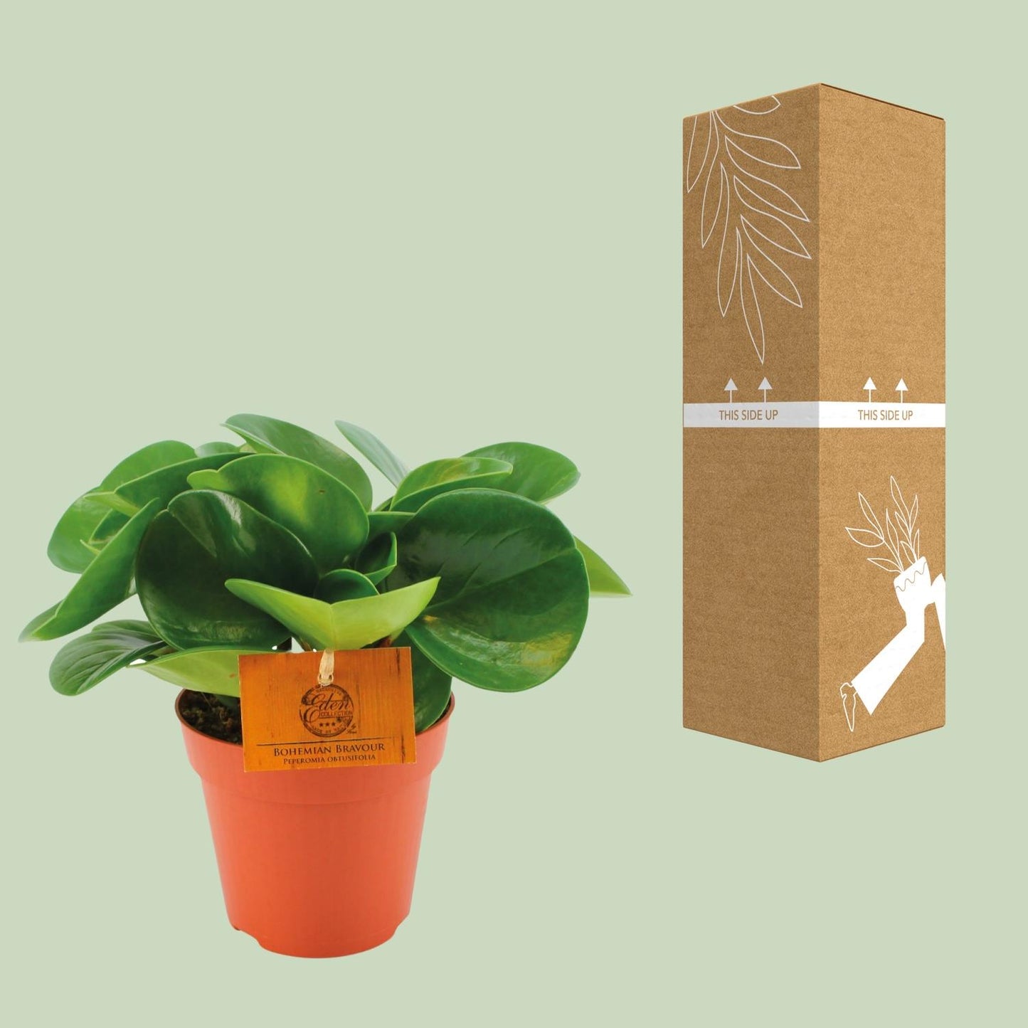 Peperomia Obtusifolia – Pflegeleichte Zimmerpflanze Ø12cm