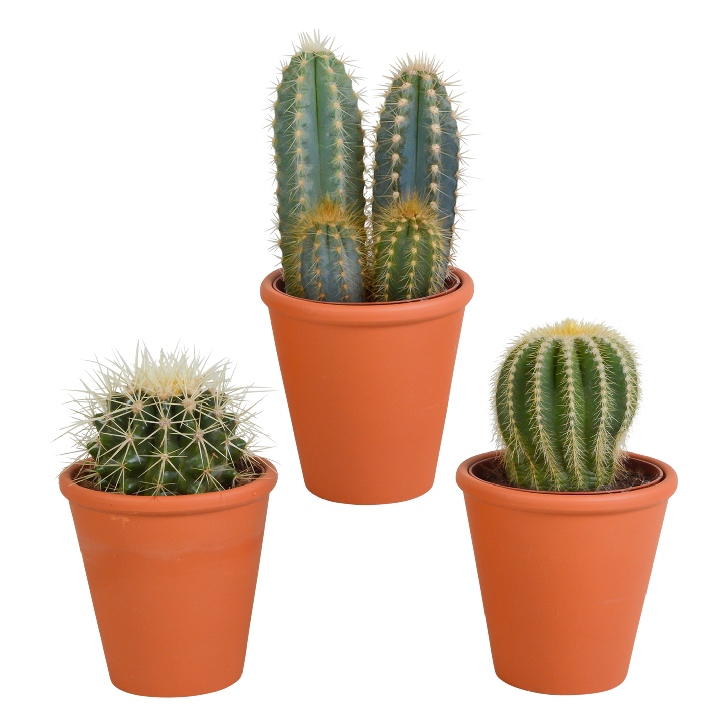 Kakteenmischung im Terracotta-Topf, 3er-Set, 8,5 cm