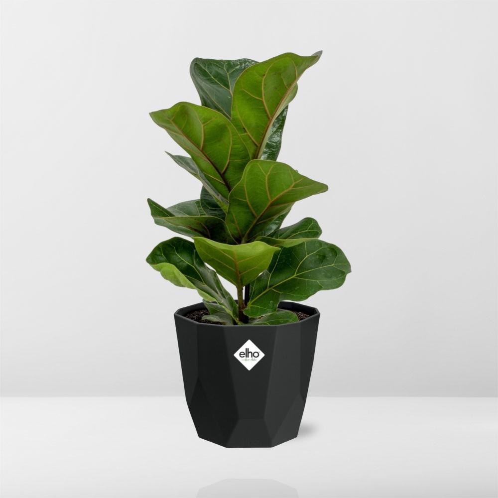 Ficus Lyrata ‘Bambino’ – Pflegeleichter Blattschmuck in 14 cm Topf