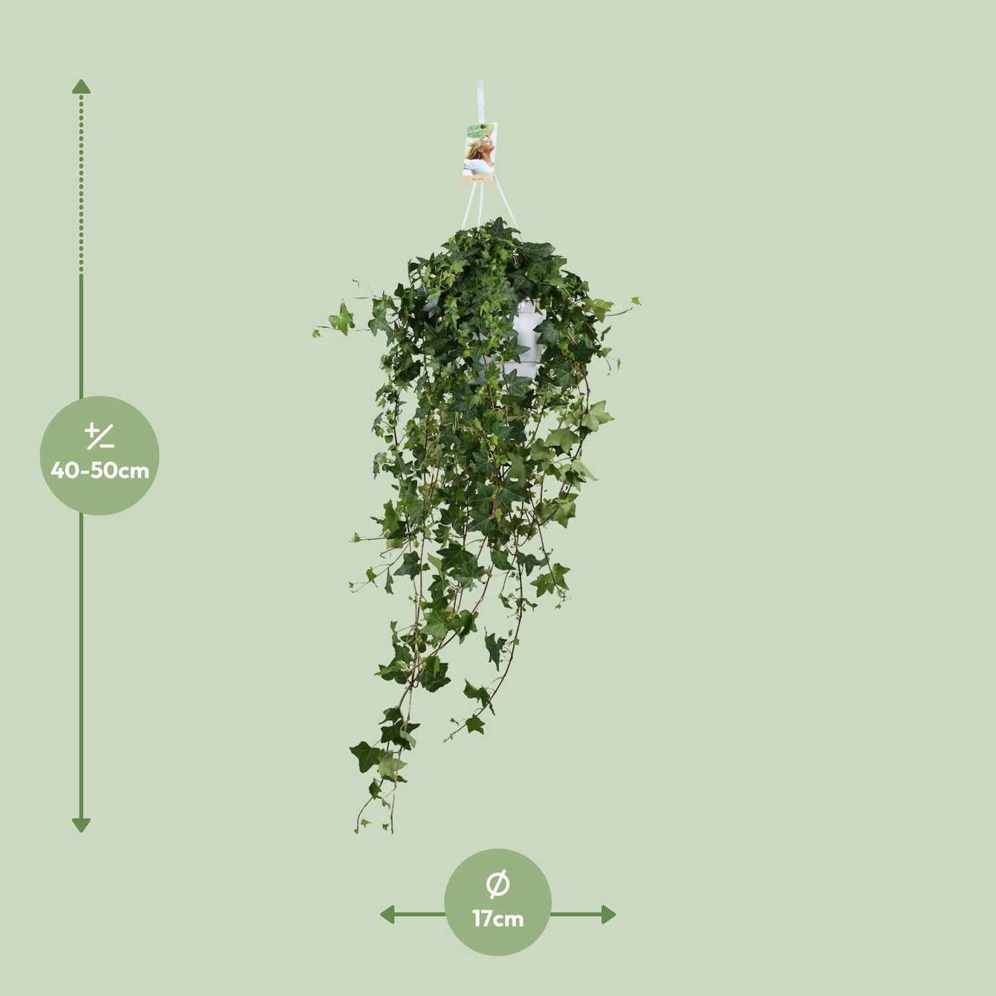 Hedera Helix Pitsburg XXL – Pflegeleichter Efeu Ø17 cm