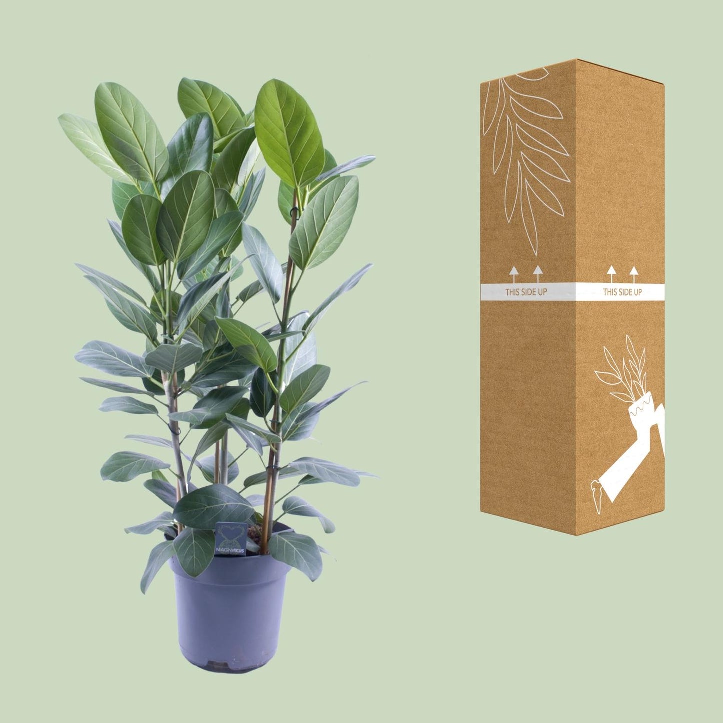 Ficus Audrey Toef 3 stekken – Ø27cm, ca. 105cm hoch