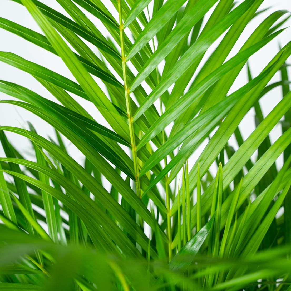 Areca-Palme Ø21cm – Luftreinigende Goldfruchtpalme bis 130cm