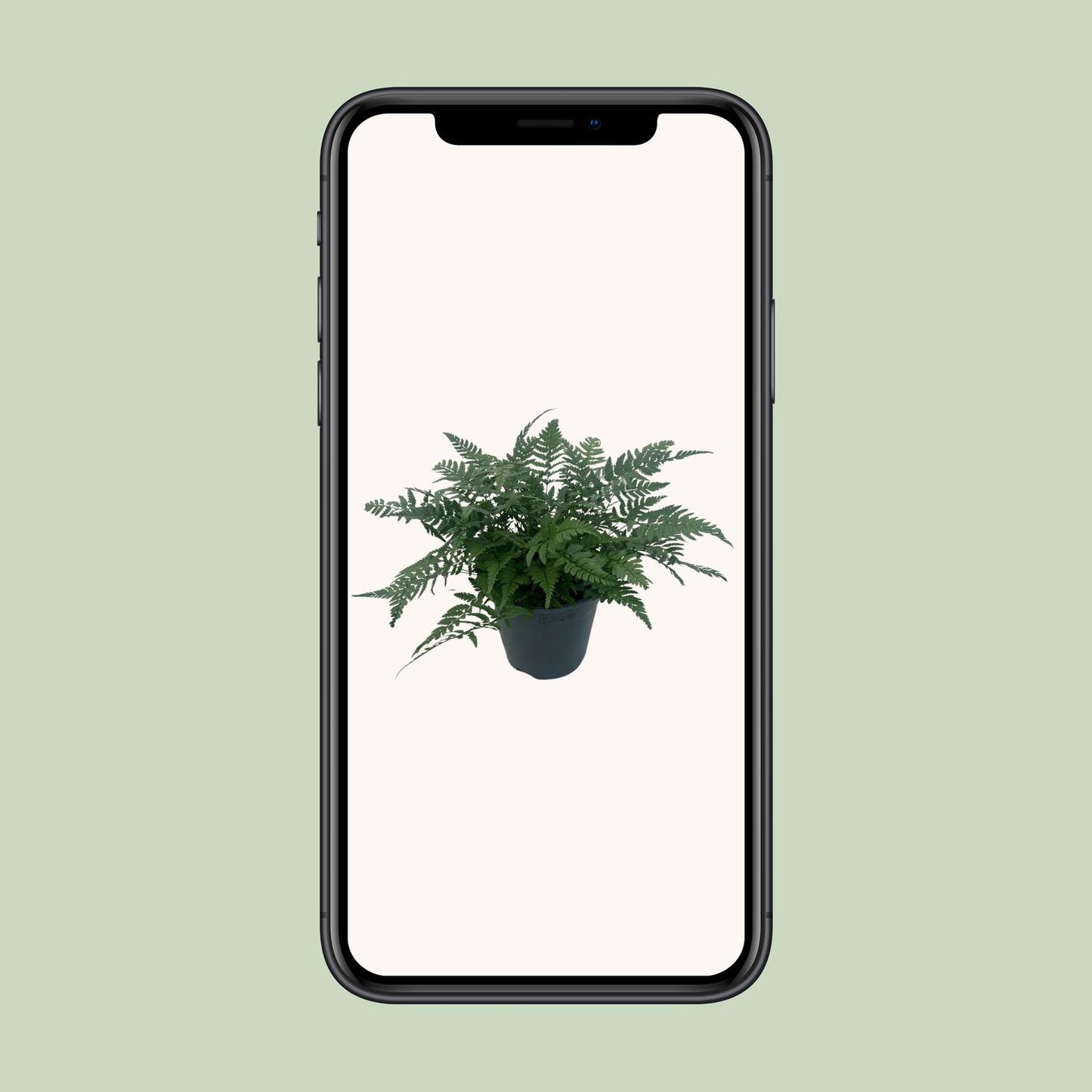 Polystichum Tsussimense 'Korean Rock Fern' – Pflegeleichter Tüpfelfarn 14cm