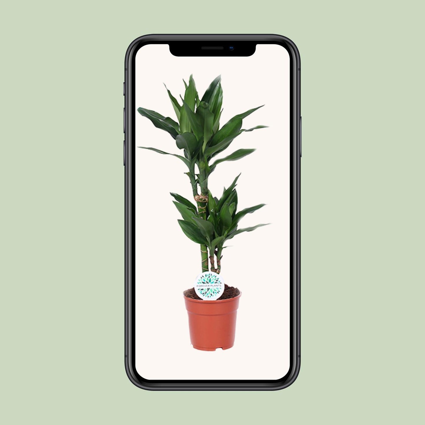 Dracaena Janet Lind – Eleganter Drachenbaum Ø17cm, 70cm hoch