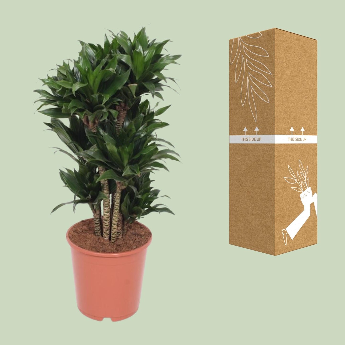 Dracaena Compacta – Drachenbaum Ø24cm, ca. 80cm hoch