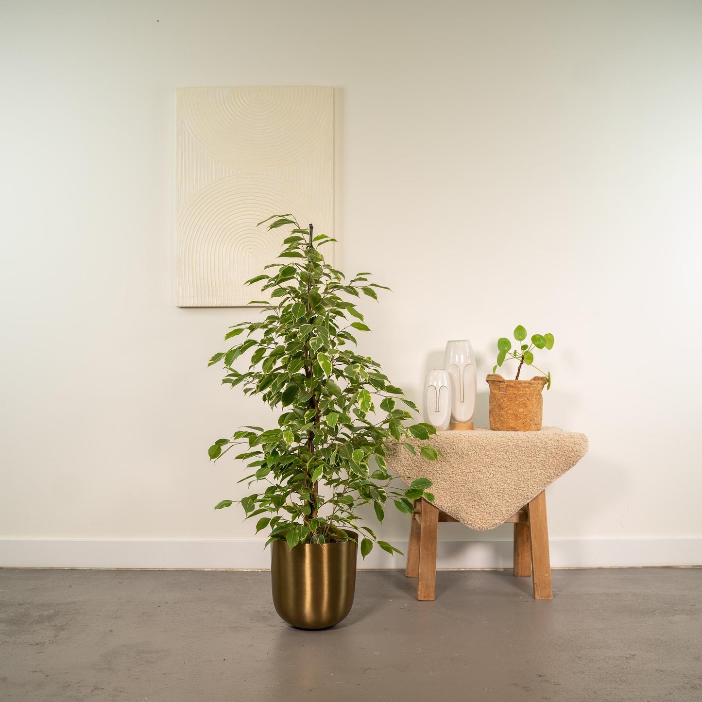 Ficus benjamina Goldenking – Pflegeleichter Blickfang Ø21cm
