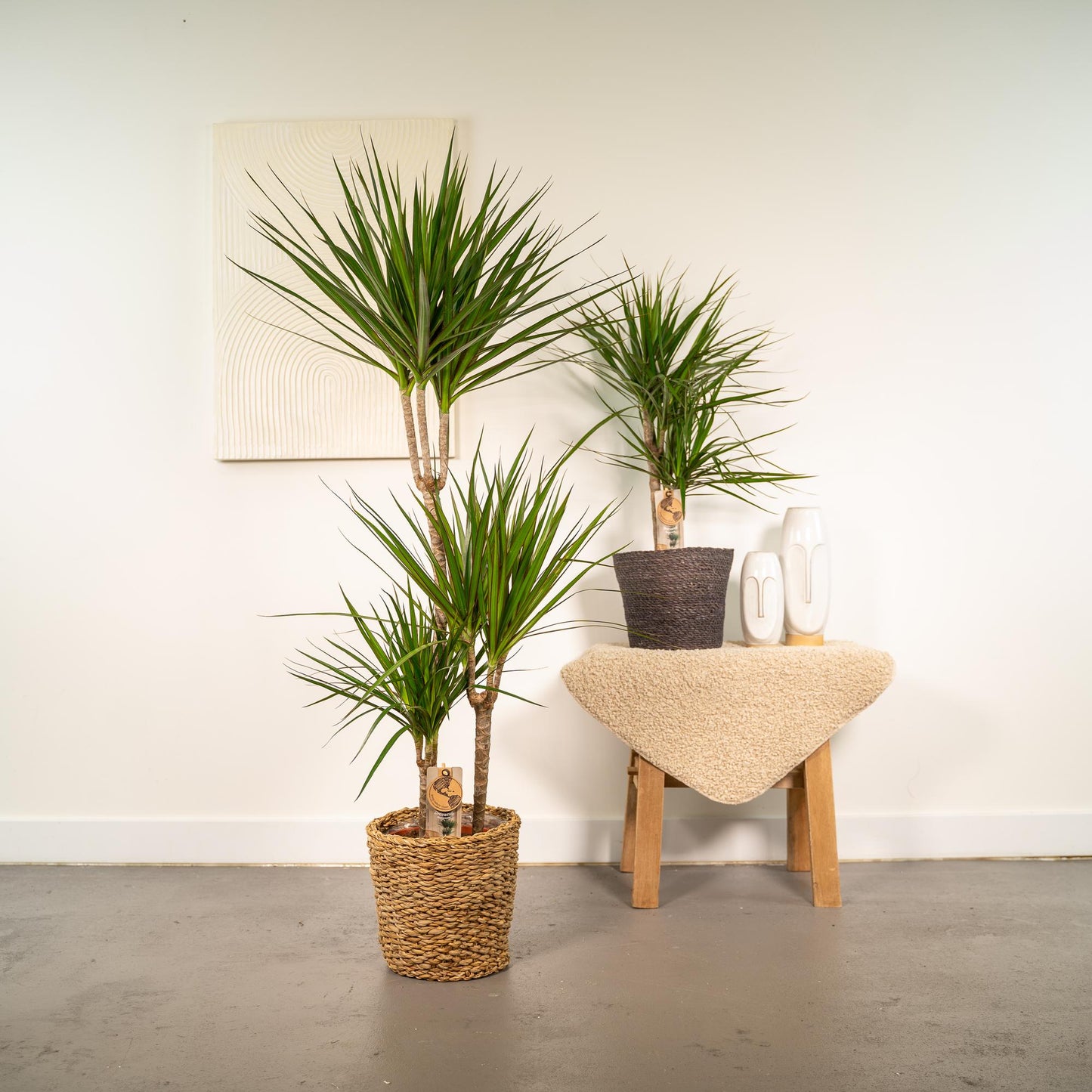 Dracaena Set – 120 cm & 70 cm – Pflegeleicht & Luftreinigend