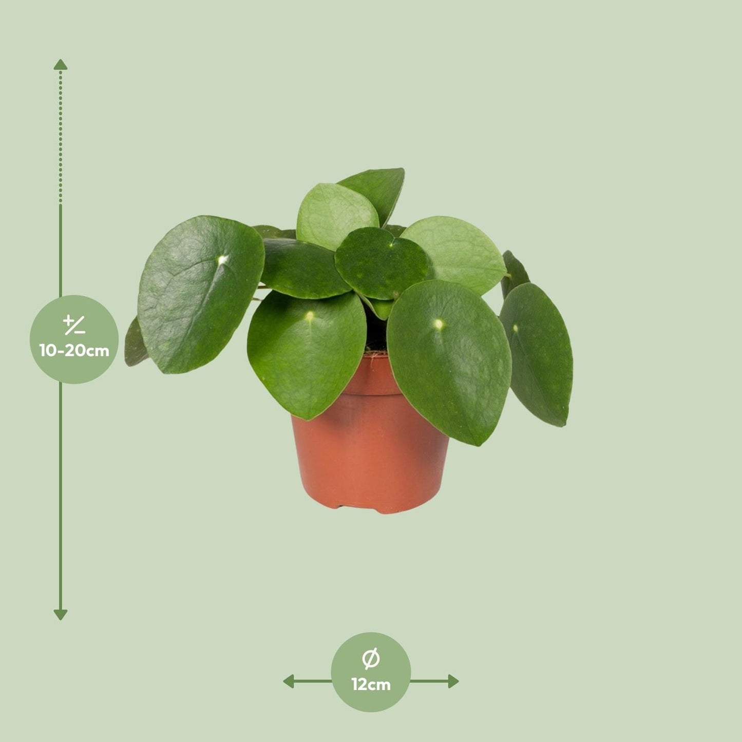 Pilea Peperomiodes – Aluminium-Pflanze Ø12cm, 20cm hoch