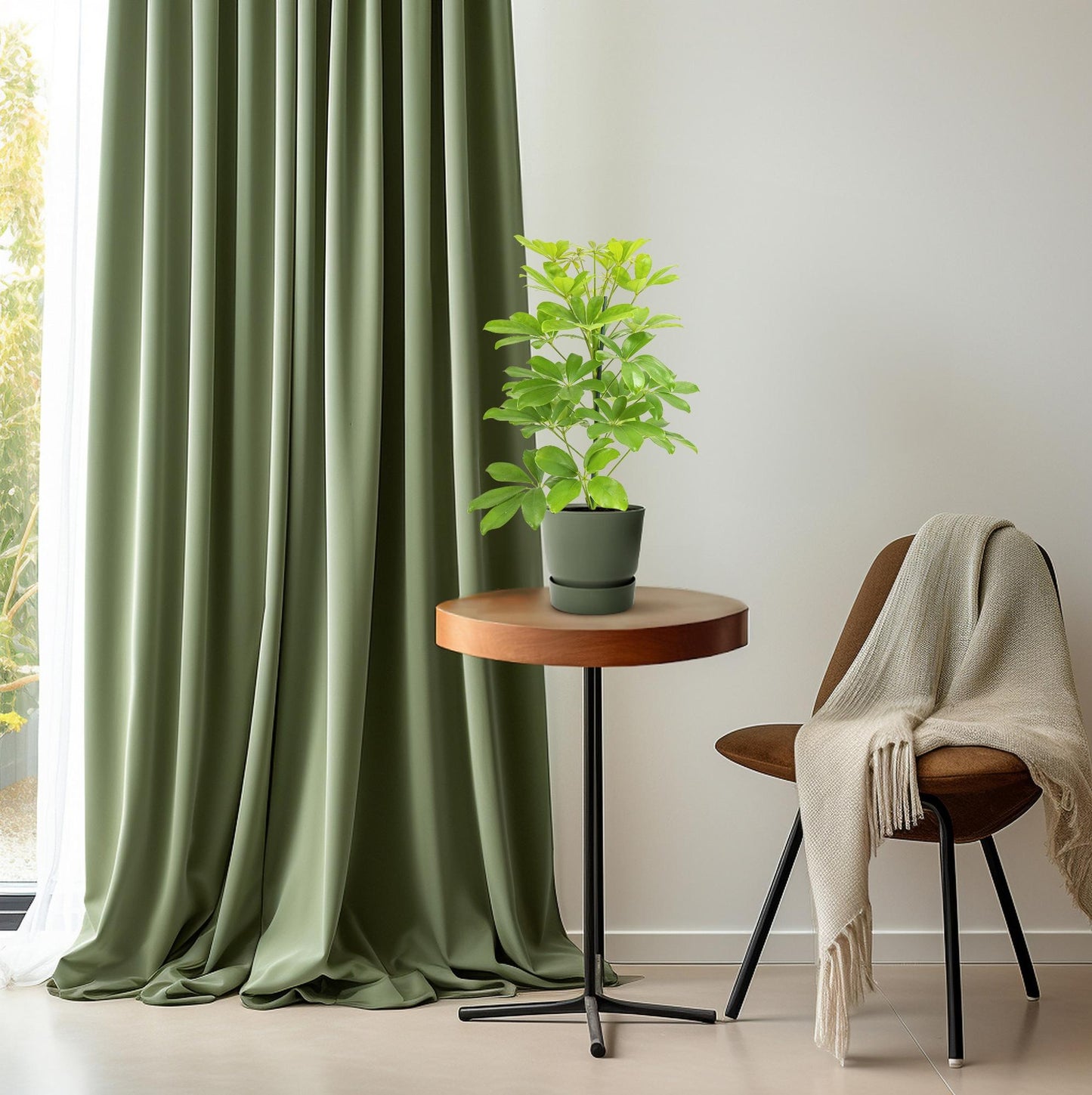 Schefflera Nora - Pflegeleichter Schirmbaum Ø13cm, 45cm hoch