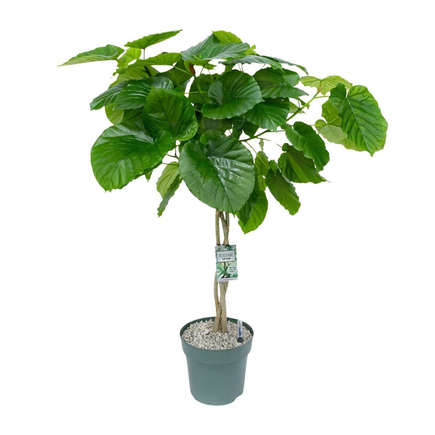 Ficus Umbellata Gevlochten – Ø27cm Topf, ca. 120cm hoch