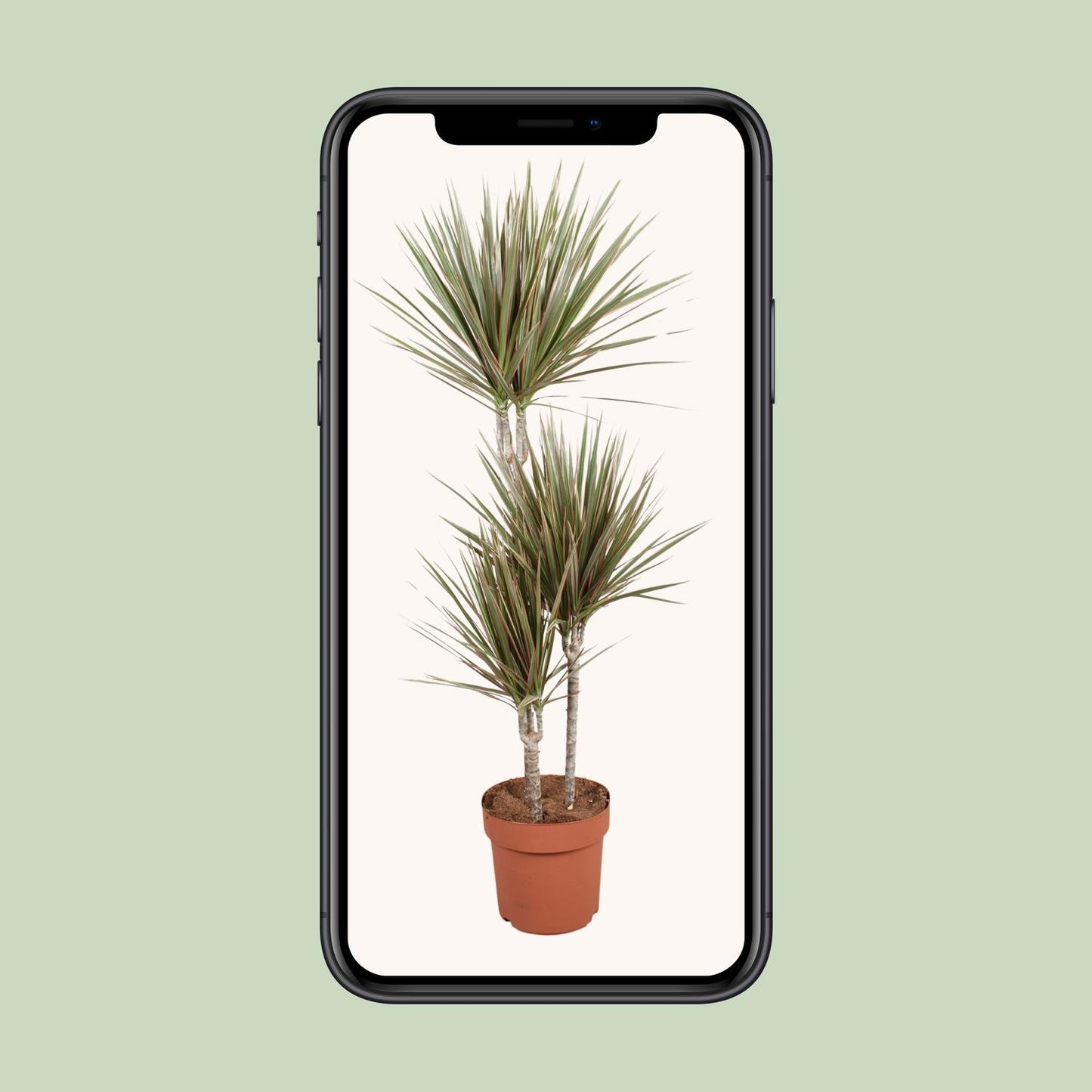 Dracaena Bicolor – Stilvoller, pflegeleichter Drachenbaum Ø21cm