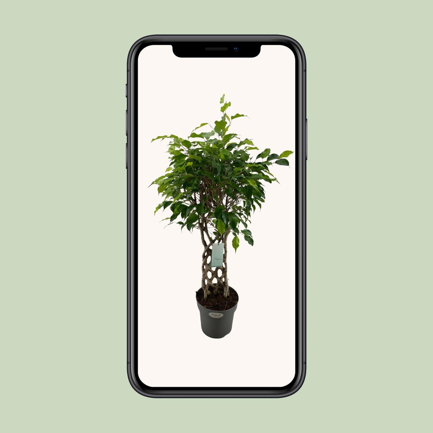 Ficus Benjamina Exotica matt – pflegeleichter Zimmerbaum Ø24cm