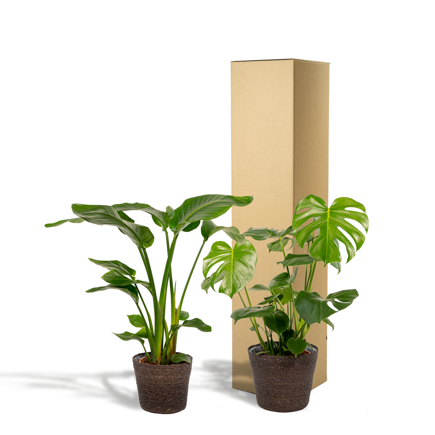 Strelitzia Nicolai & Monstera Deliciosa im Korb Ø19/21cm