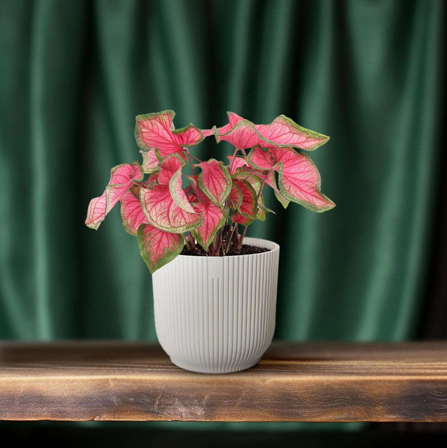 Caladium Sweetheart – Pflegeleichte Engelsflügel Ø12cm