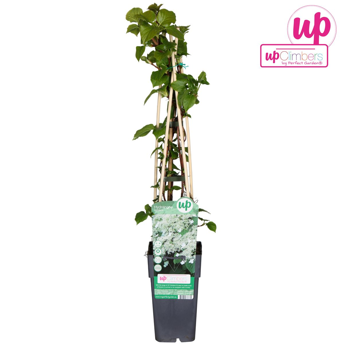 Hydrangea petiolaris - Klimhortensia Ø15cm, 65cm hoch
