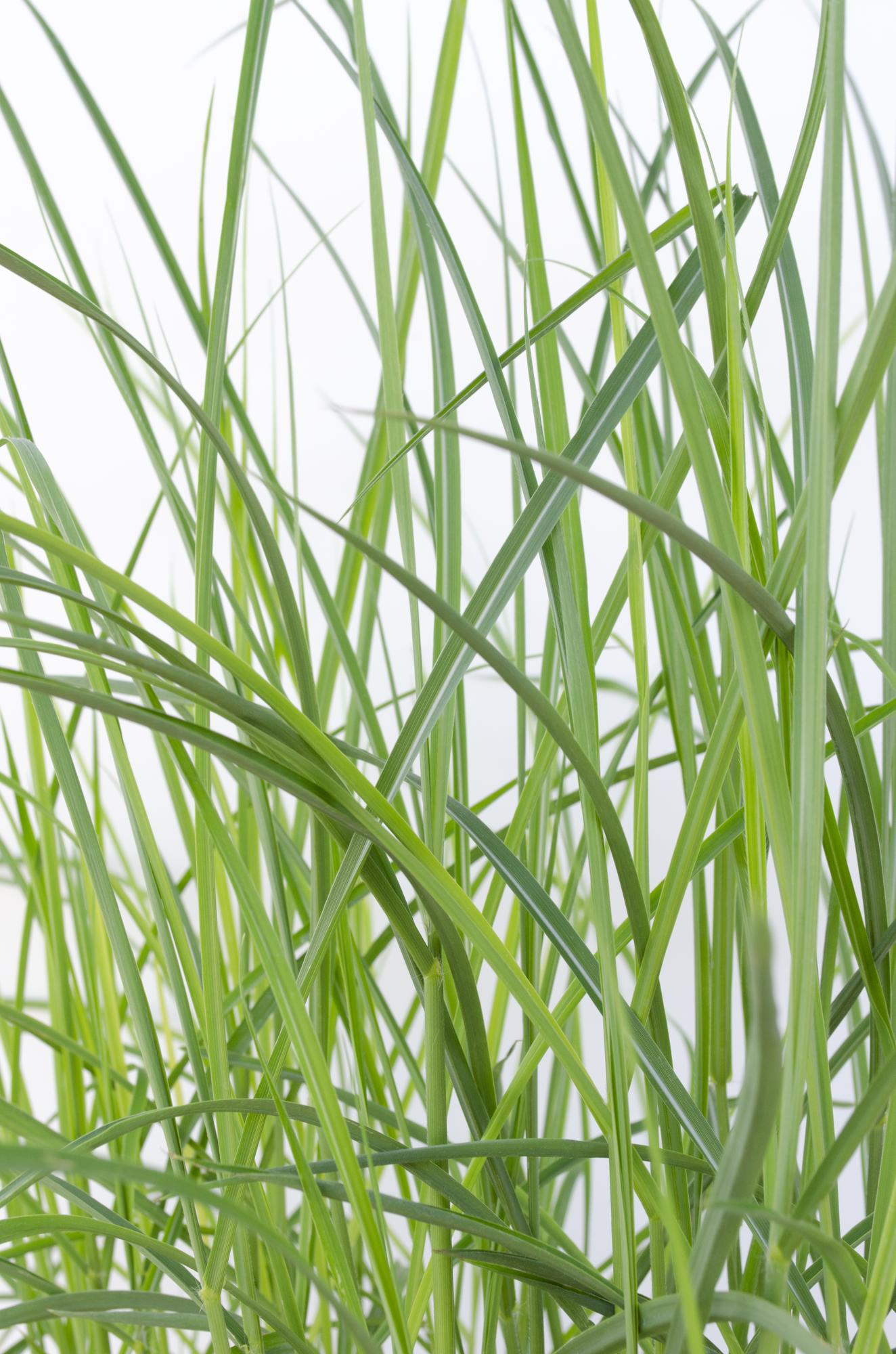 Miscanthus sinensis Ferner Osten – Dekoratives Ziergras Ø19cm
