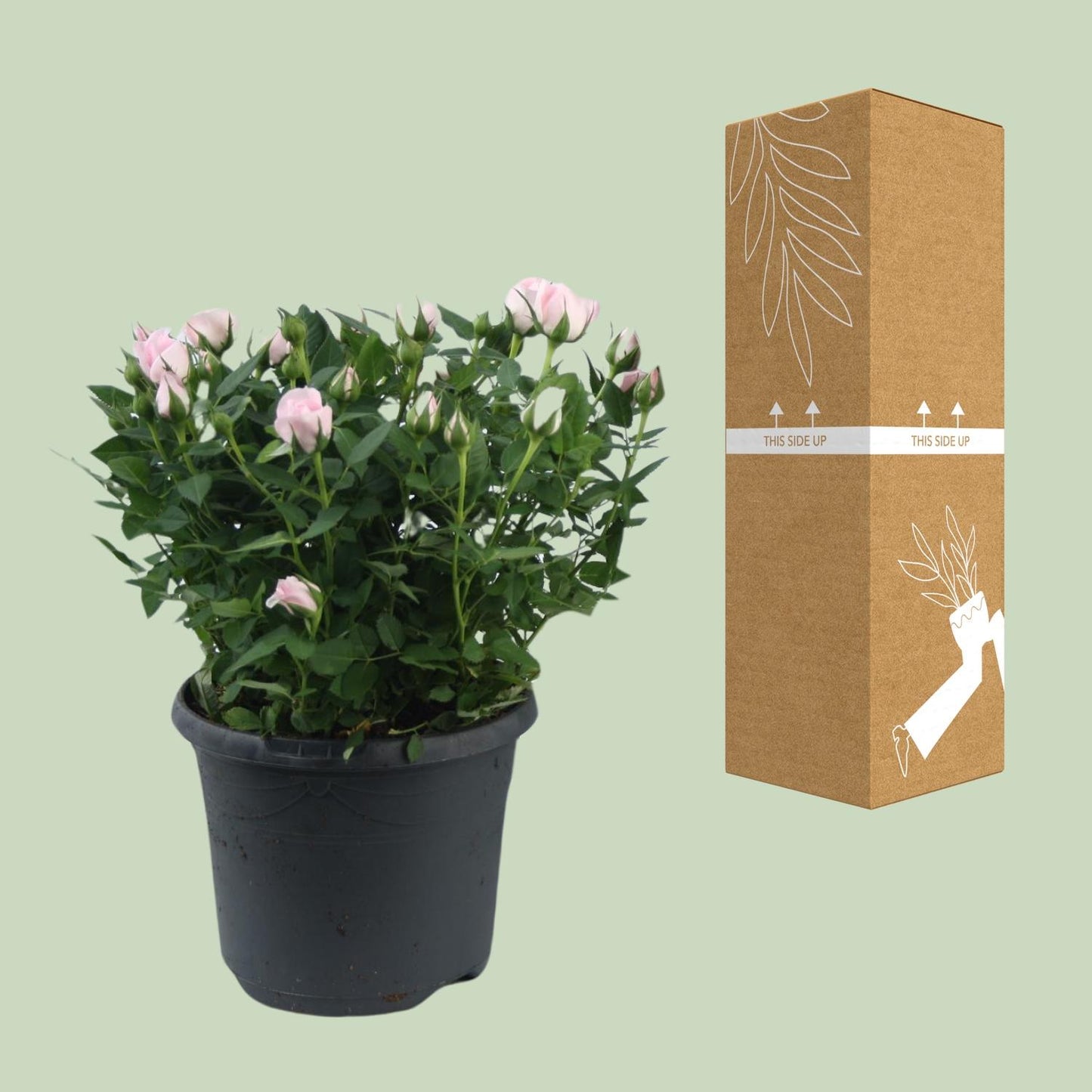 Rosa Jewel Patio Baby - Topfrose Ø17cm, Höhe 30cm