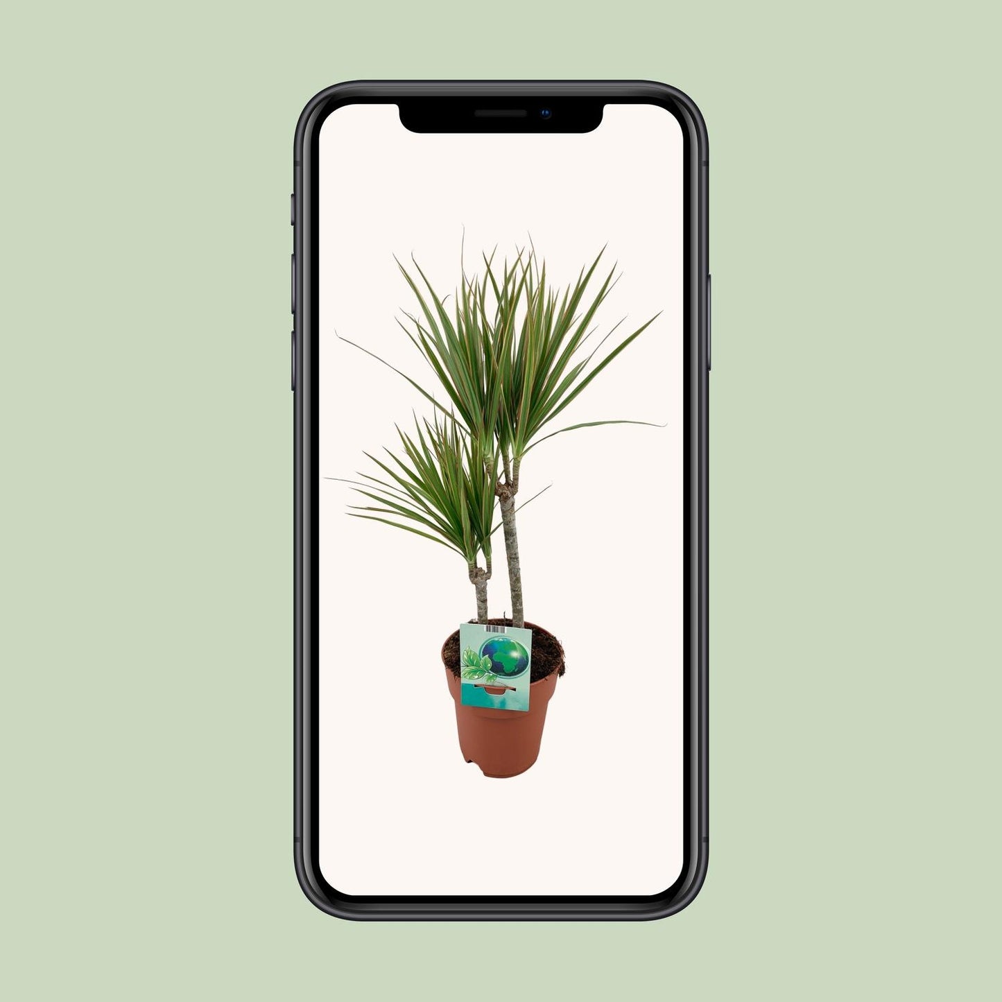 Dracaena Marginata Bicolor – Eleganter Drachenbaum Ø19cm, 70cm