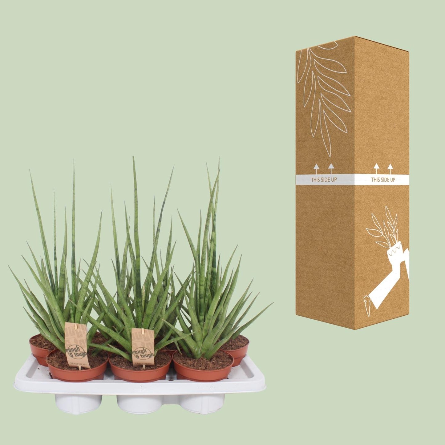 Sansevieria Gracilis Grey – Pflegeleichte Schwiegermutterzunge Ø14cm
