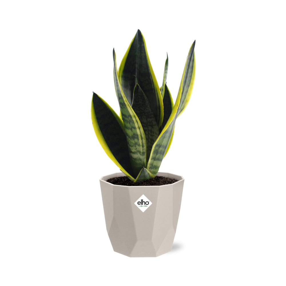 Sansevieria Futura Superba in ELHO b.for rock 14 cm warm grey