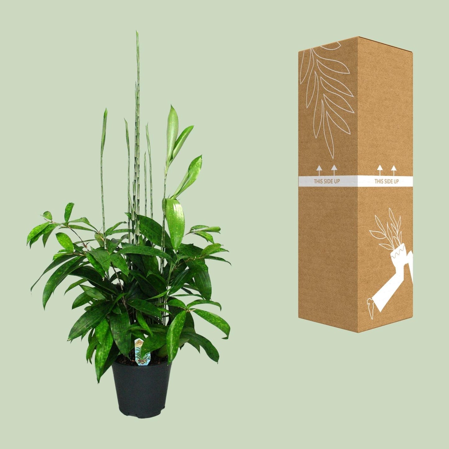 Dracaena Surculosa – Eleganter Drachenbaum Ø17cm, 60cm hoch