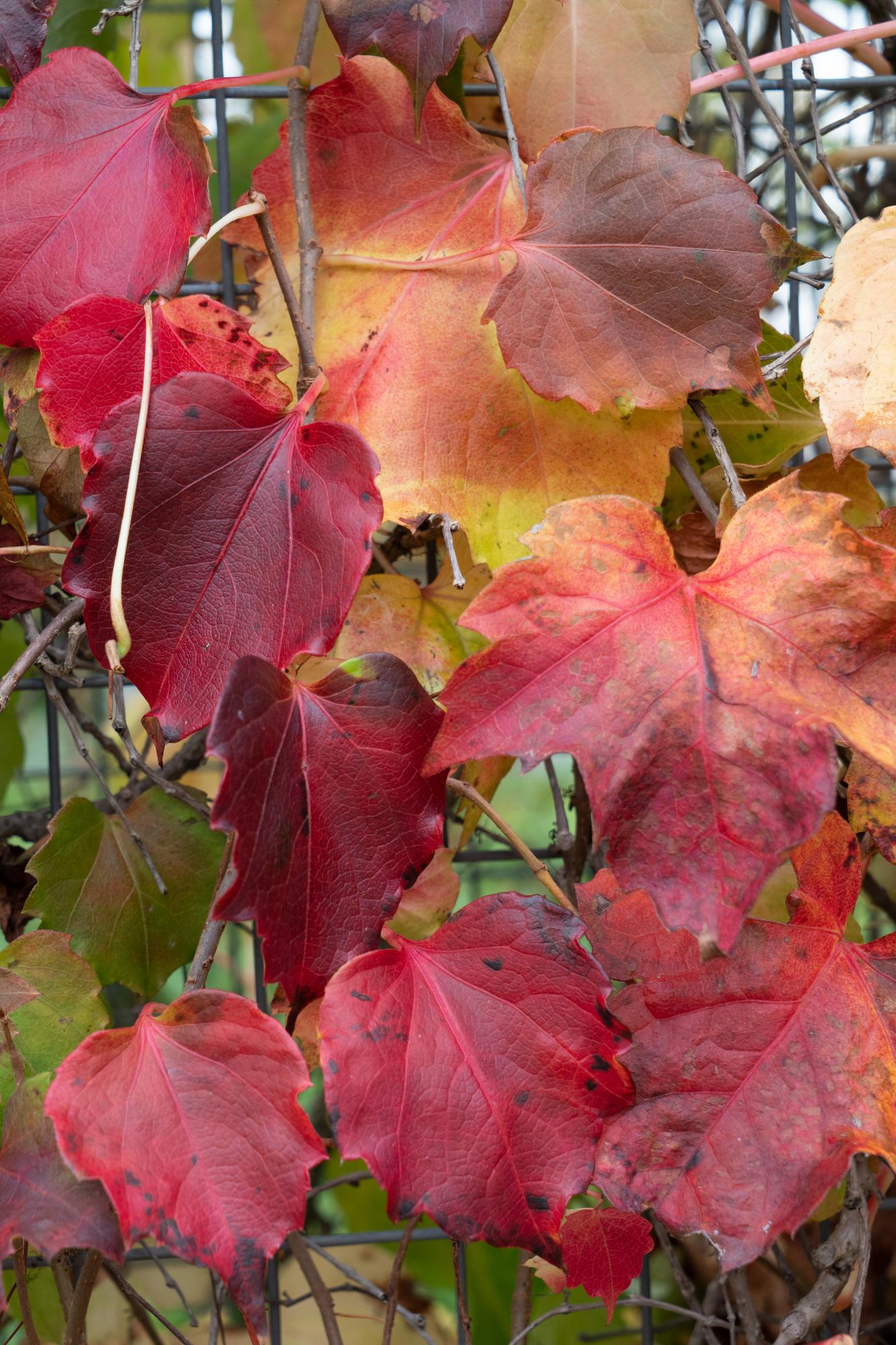 Parthenocissus tricuspidata 'Fenway Park' – Gelbgrüner Wildflügel, Ø15cm, ca. 65cm hoch
